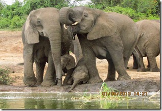 Elephants along Kazinga Channel, Queen elizabeth National Park