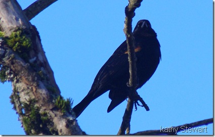 Red-wing Blackbird