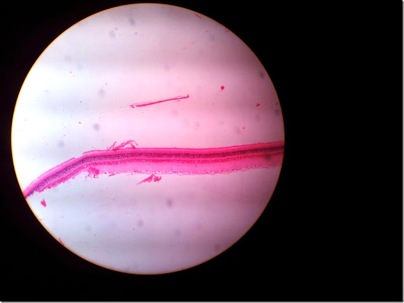 retina-Histology_slide