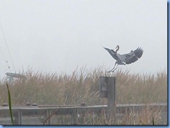 6534a Texas, South Padre Island - Birding and Nature Center - old section of boardwalk - Great Blue Heron in flight
