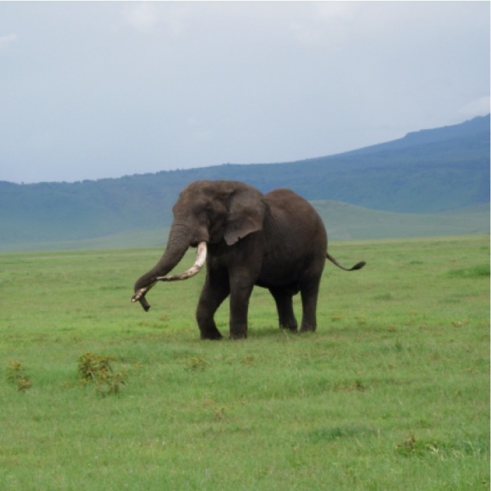 Elefante africano de sabana. African bush elephant