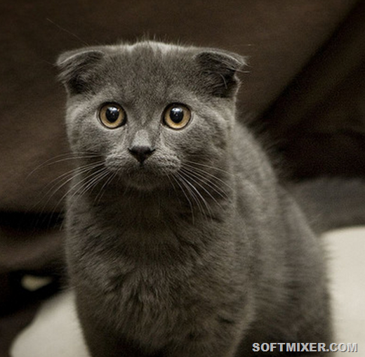[Scottish-Fold%255B5%255D.png]
