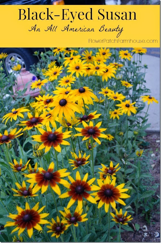 Black Eyed Susan  FlowerPatchFarmhouse.com