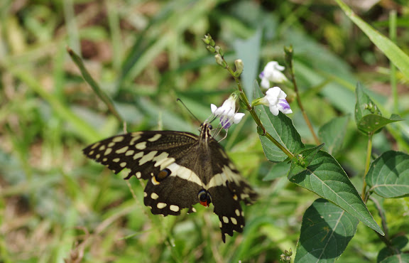 Papilio demodocus demodocus ESPER, 1798, femelle. Mvog Beti, Yaoundé (Cameroun), 6 avril 2012. Photo : J.-M. Gayman