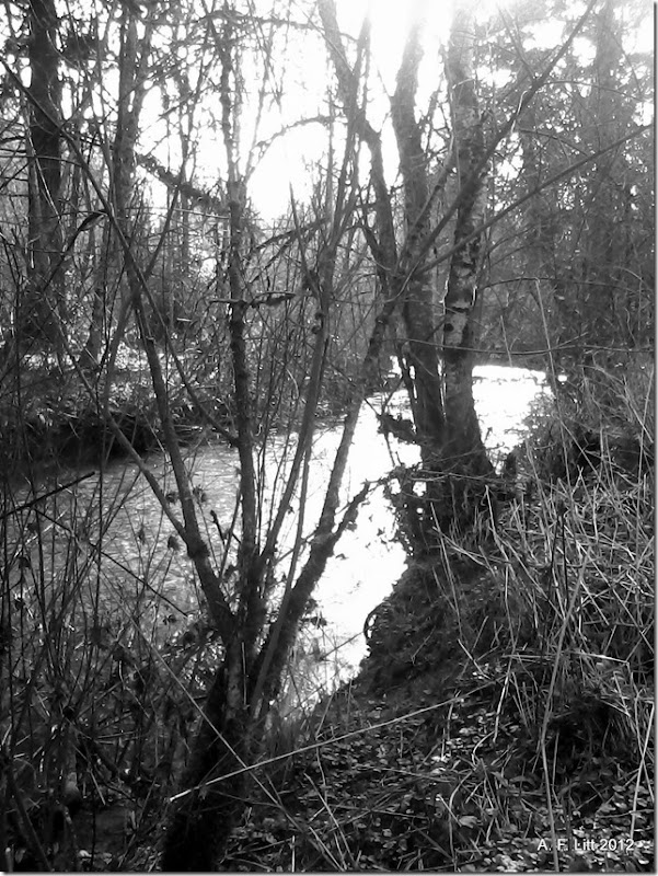 Johnson Creek.  Springwater Corridor.  Gresham, Oregon.  March 4, 2012.  Photo of the Day, March 5, 2012.