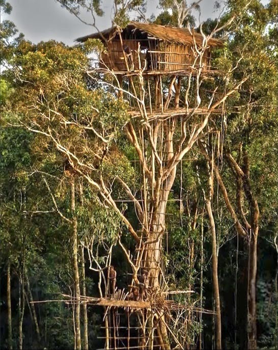 Beautiful tree houses (Sky scraper tree house at the Korowai tribe southeast indonesian province of Papua)