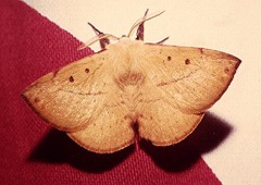 male moth