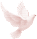 Gifs animados palomas blancas 3