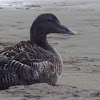 Eider Ducks-male and females