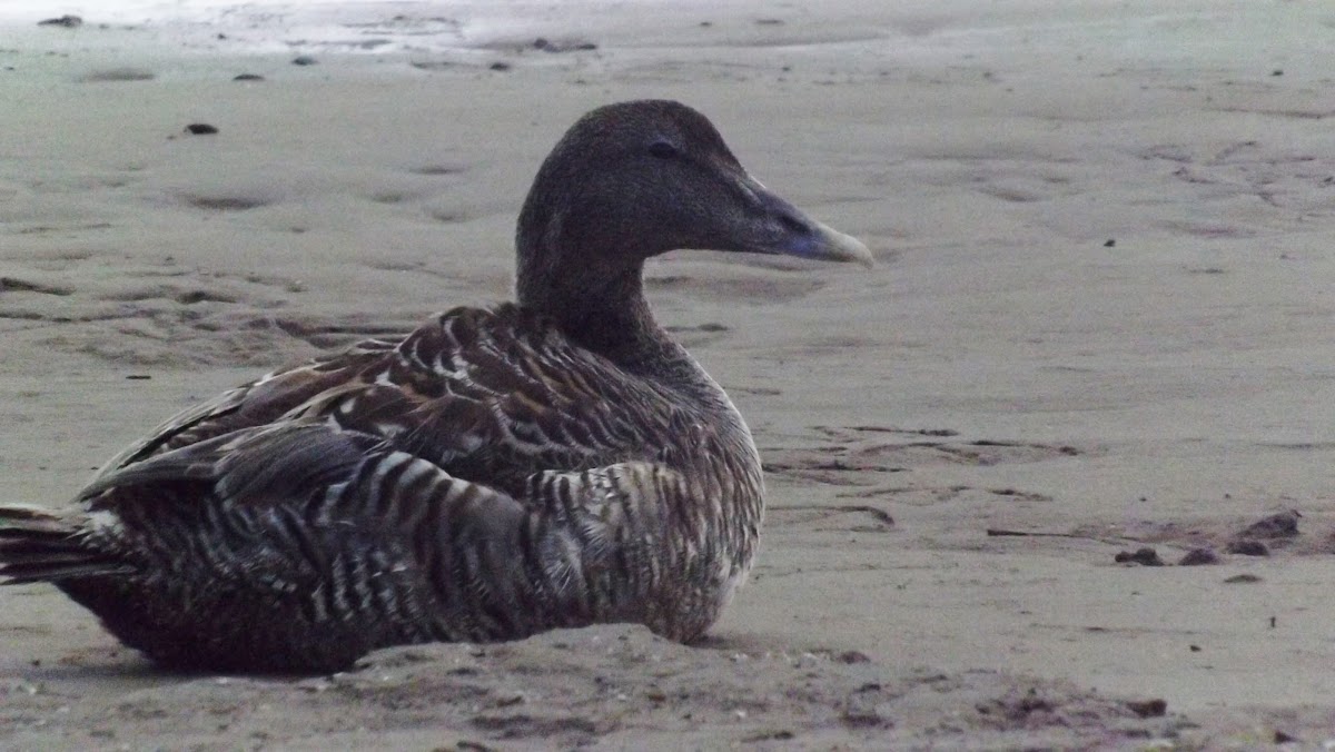 Eider Ducks-male and females