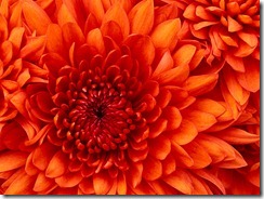 Chrysanthemum