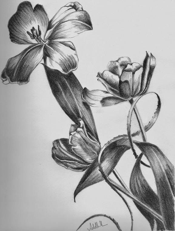 [flower-pencil-drawing%255B3%255D.jpg]