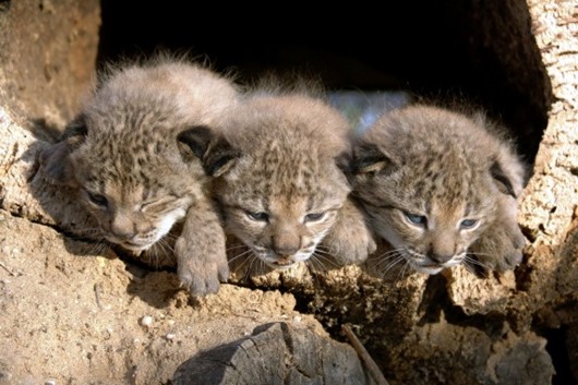 Time-Cutest Endangered Animals in the World-14-Iberian Lynx
