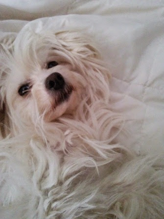 Chinese Crested Powderpuff Chinese Crested Powderpuff