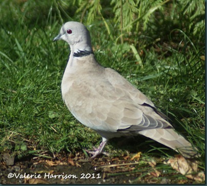 17 collared-dove-2