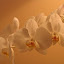 Phalenopsis
