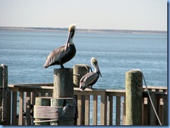 5939 Texas, South Padre Island - KOA Kampground - Pier 19 - Pelicans