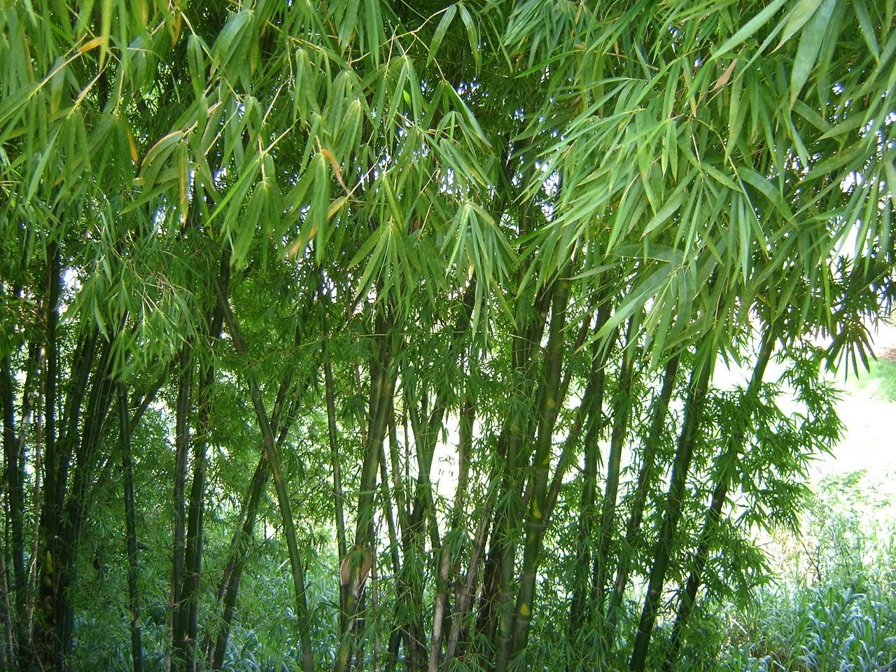 temanggung jateng: Gambar bambu runcing