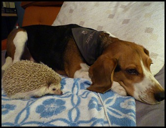 buster and hedgie
