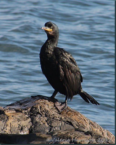 18-cormorant