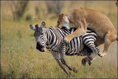 leoa atacando zebra