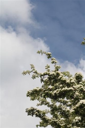 20090505 (3) (Small)