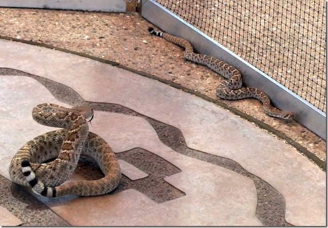 2 rattlesnakes at Ramble 6-3-2011 11-12-47 AM 2120x1471