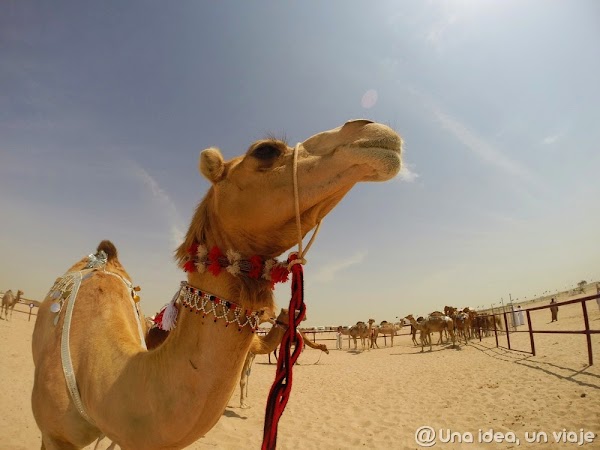 Qatar-Doha-Camellos-2.jpg