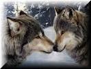 [lobos%255B3%255D.jpg]