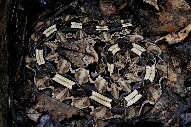 Bitis gabonica gabonica (Duméril, Bibron & Duméril, 1854). Ebogo (Cameroun), 26 avril 2013. Photo : Daniel Milan