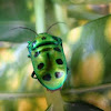 Green jewel bug