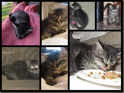 Baxter kitten collage