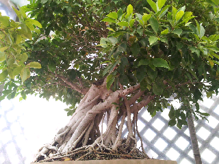 Frohlichs Go West: Jade Gardens Nursery Bonsai Exhibit