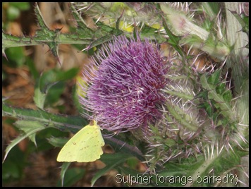 Hike to Chacala Pond 032