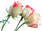 rosas-matizadasROSAS.png