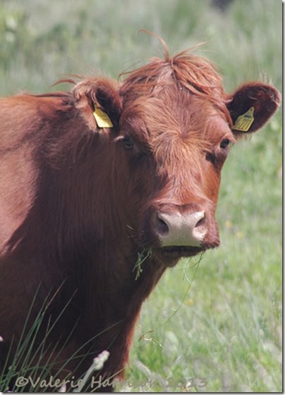 17-brown-cow