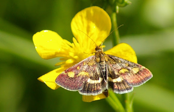 Crambidae : Pyraustinae : Pyrausta purpuralis (L., 1758). Hautes-Lisières (Rouvres, 28), 5 mai 2011. Photo : J.-M. Gayman