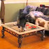Dogs and cats meeting for the first time   Cute and funny dog  cat compilation
