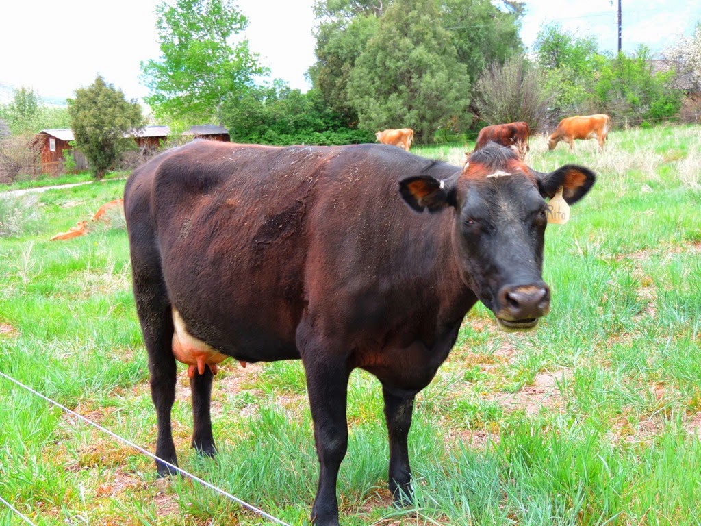 [james-ranch-milking-cow-rita6.jpg]