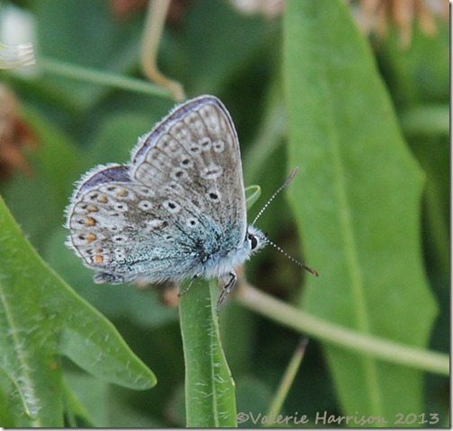 14-common-blue