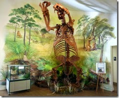 Giant Ground Sloth display