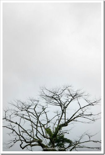 tree_silhouette