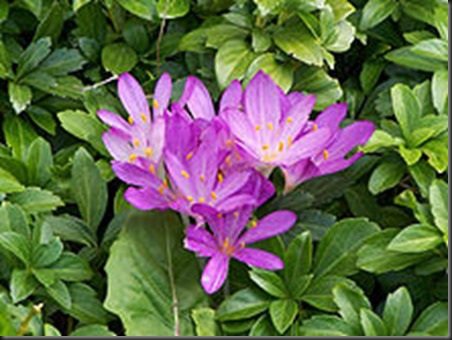 220px-Colchicum_autumnale_01