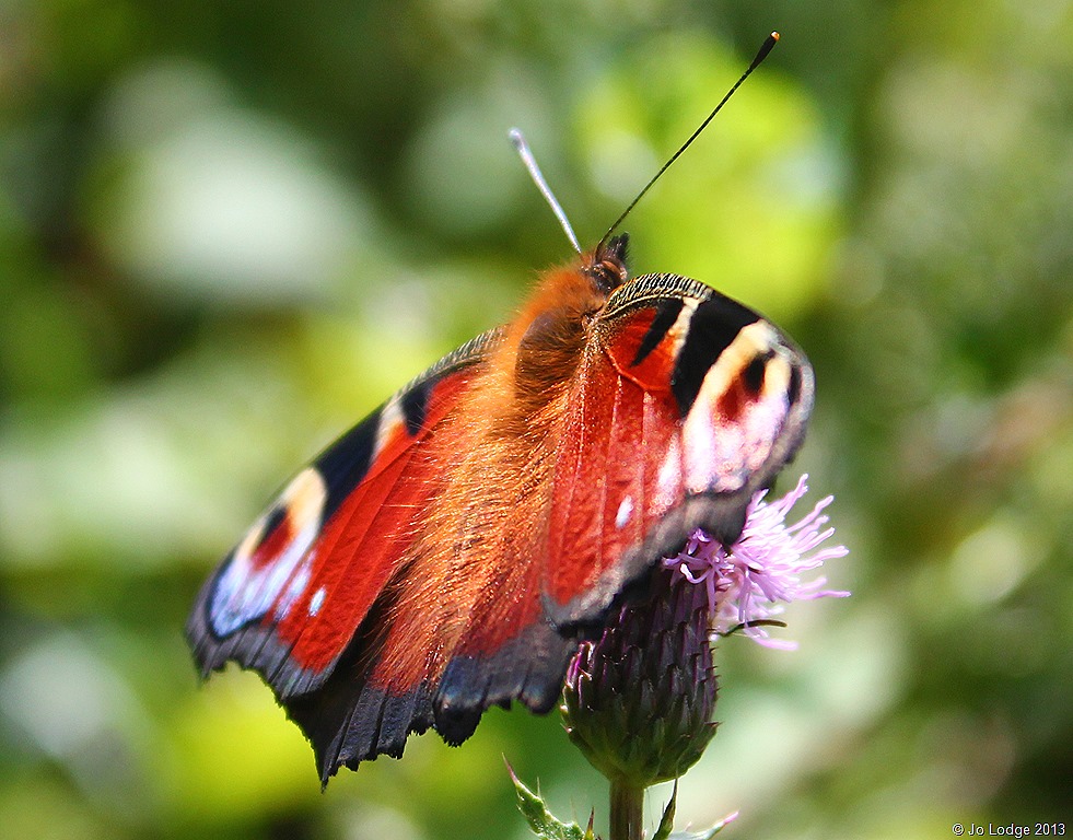 [peacock%25203%255B9%255D.jpg]