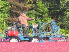 cranberry harvest 9.29.13 Richard on wet picker