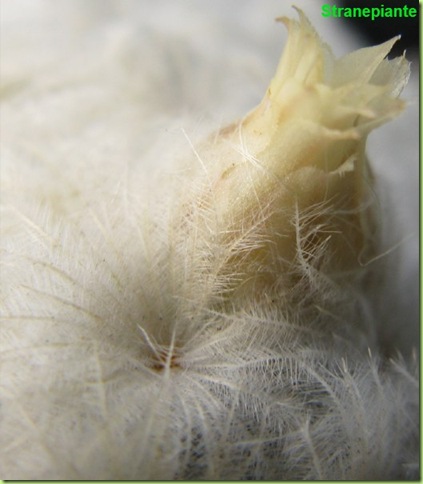 fiore spine mammillaria plumosa