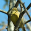 yellow bunting (Emberiza citrinella)