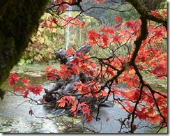 benmore fountain and maples