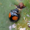Kidney-spot ladybird