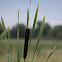 Bulrush, Common Bulrush, Broadleaf Cattail, Common Cattail, Great Reedmace, Cooper's reed, Cumbungi